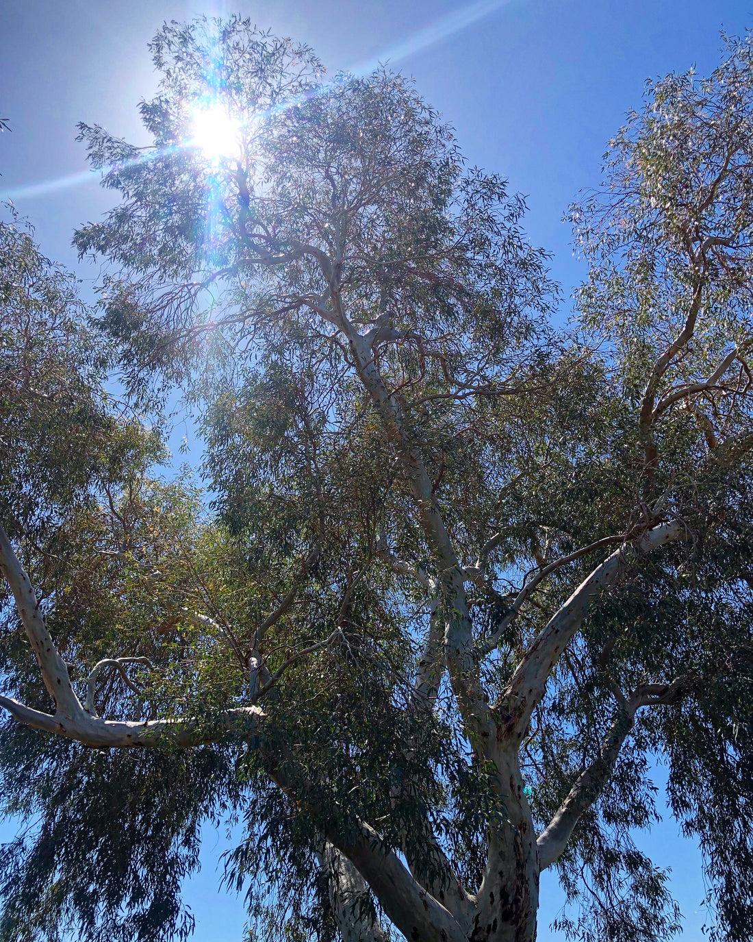 The Many Varieties Of Eucalyptus (Over 700!)